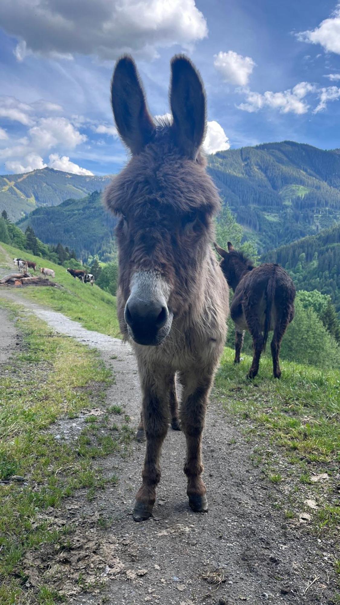 Landhaus Oberzinnegg Saalbach-Hinterglemm Kültér fotó
